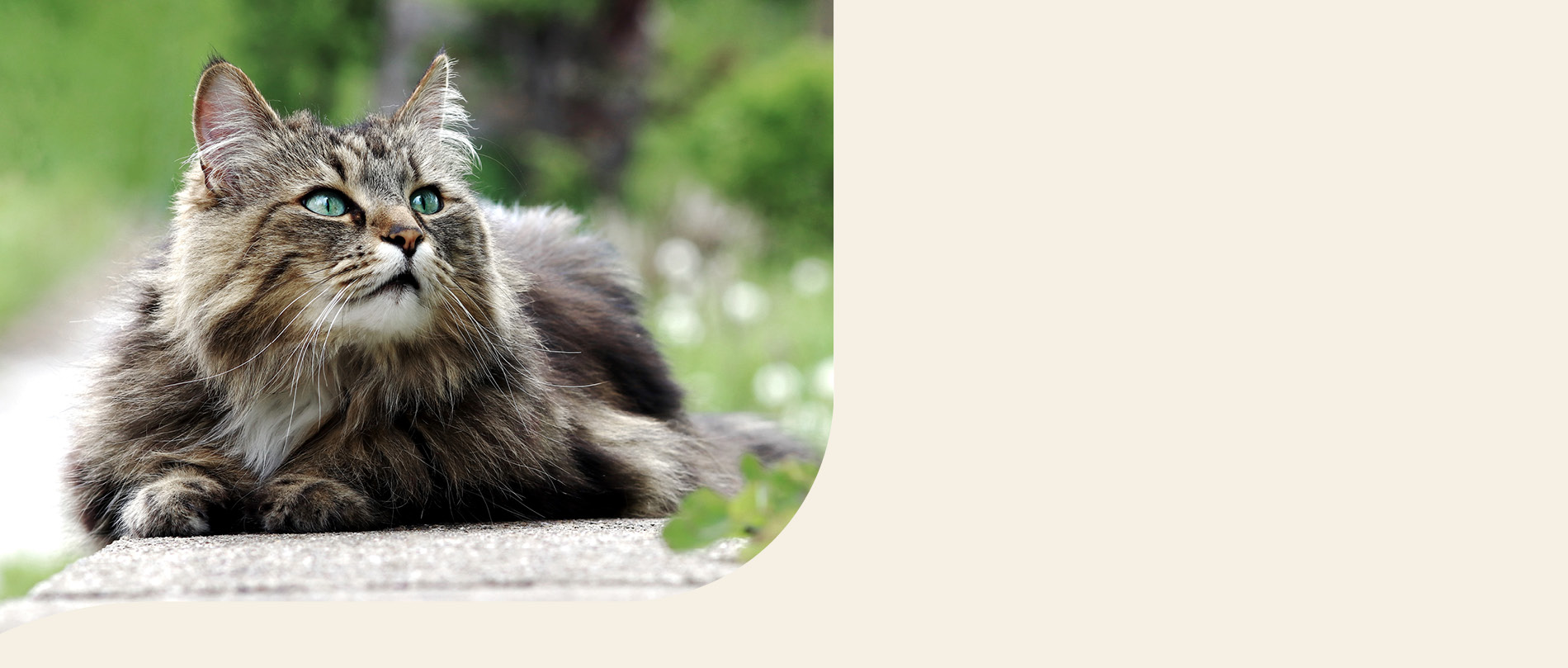 Mera Petfood Katzenrassen - Norwegische Waldkatze