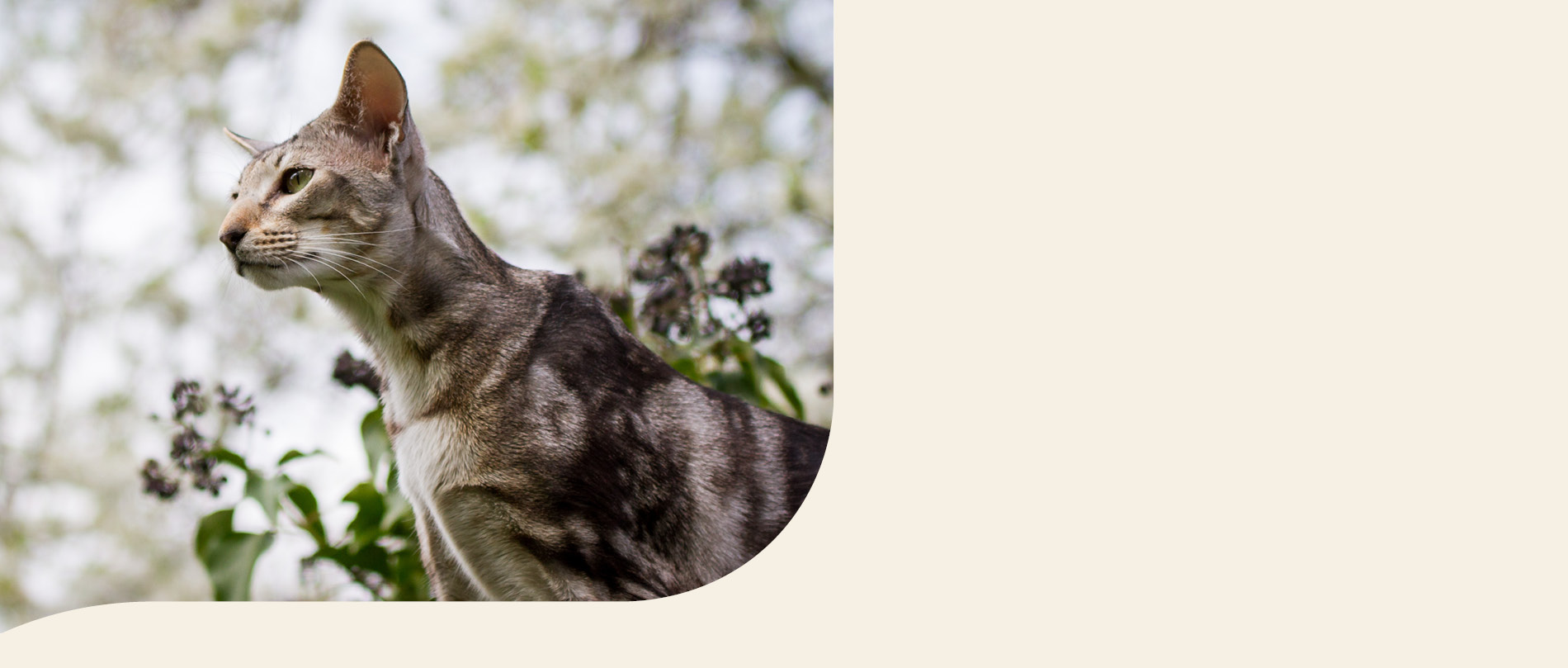 Mera Petfood Katzenrassen - Orientalisch Kurzhaar