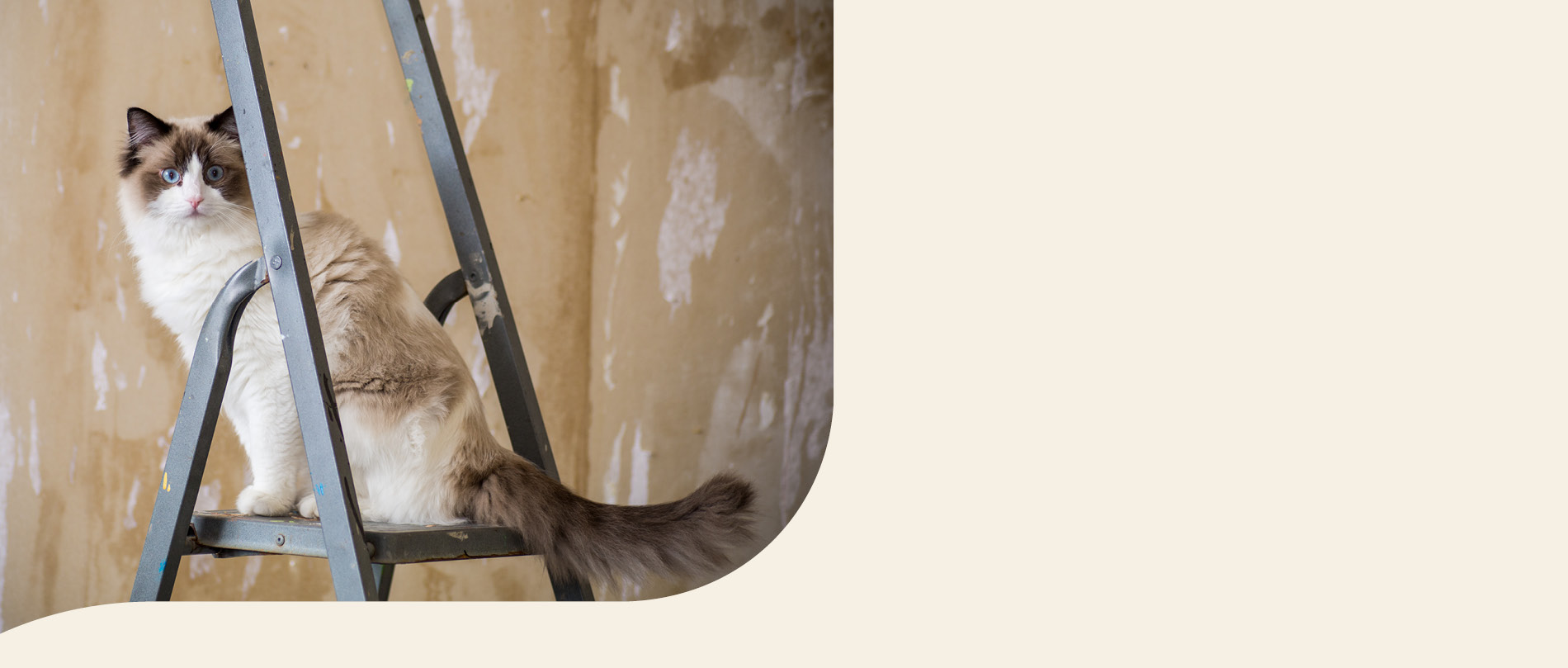 mera petfood Katzenrassen - Ragdoll