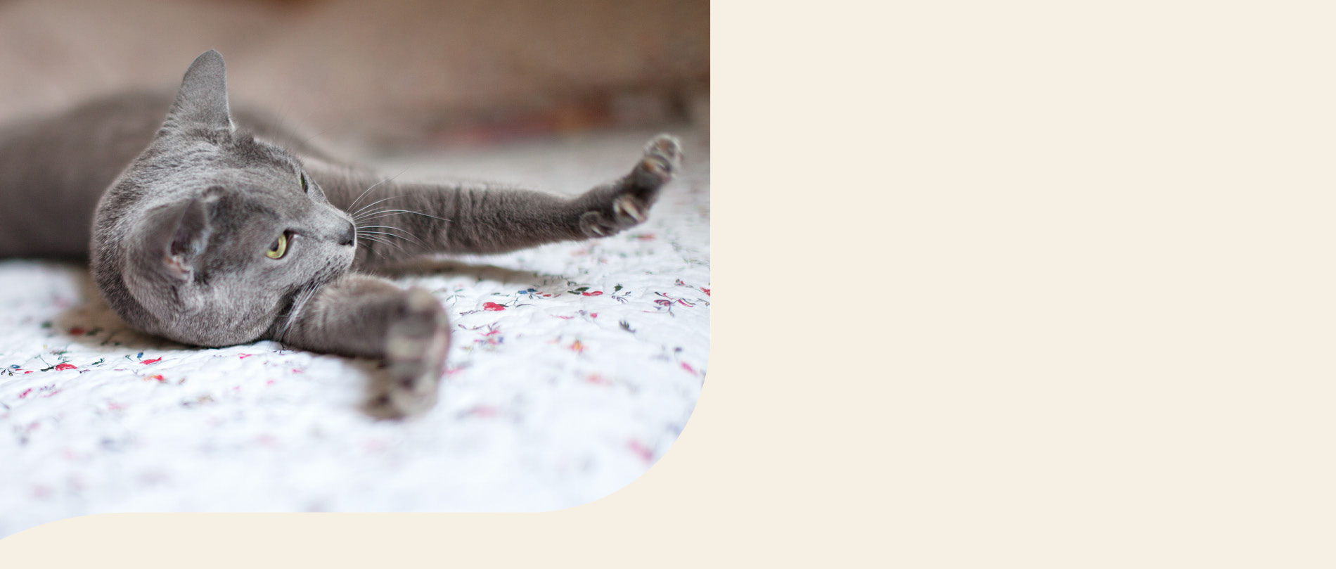 mera petfood Katzenrassen - Russisch Blau