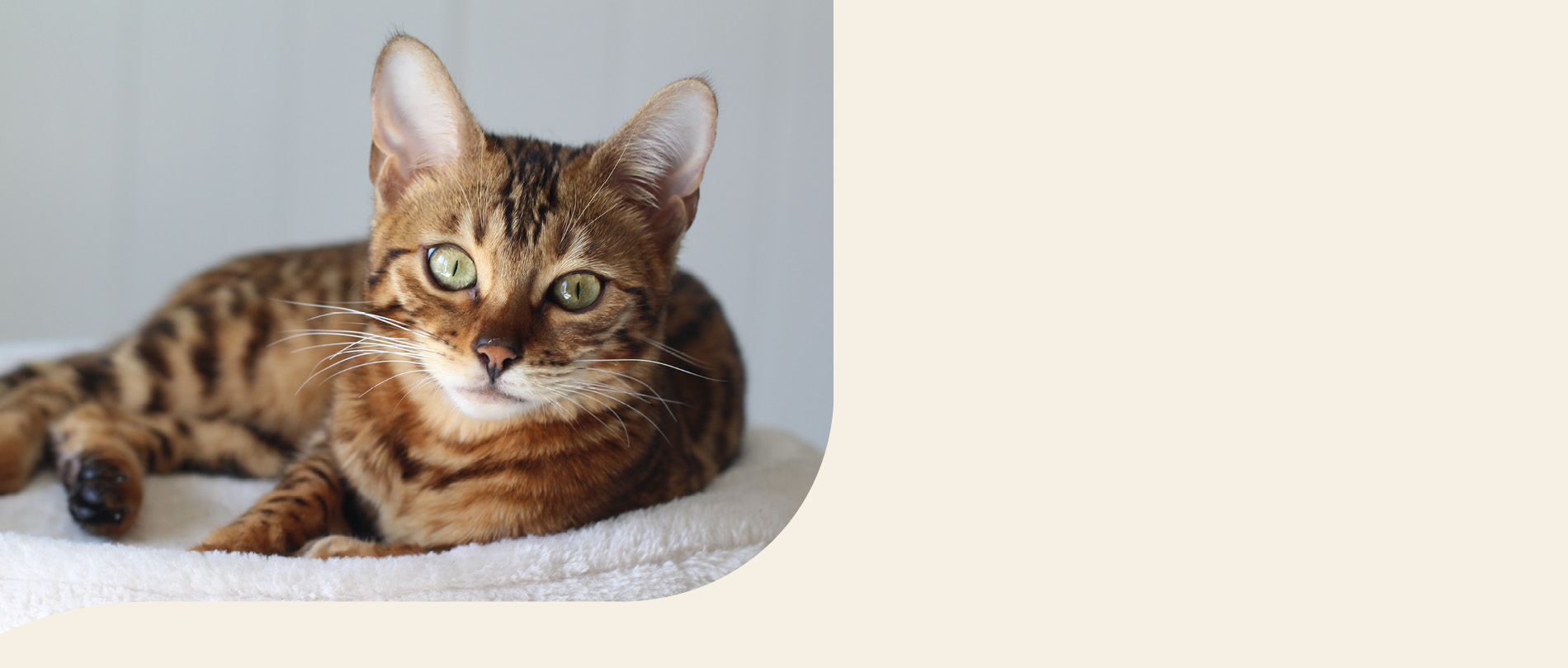 mera petfood Katzenrassen - Savannah Katze