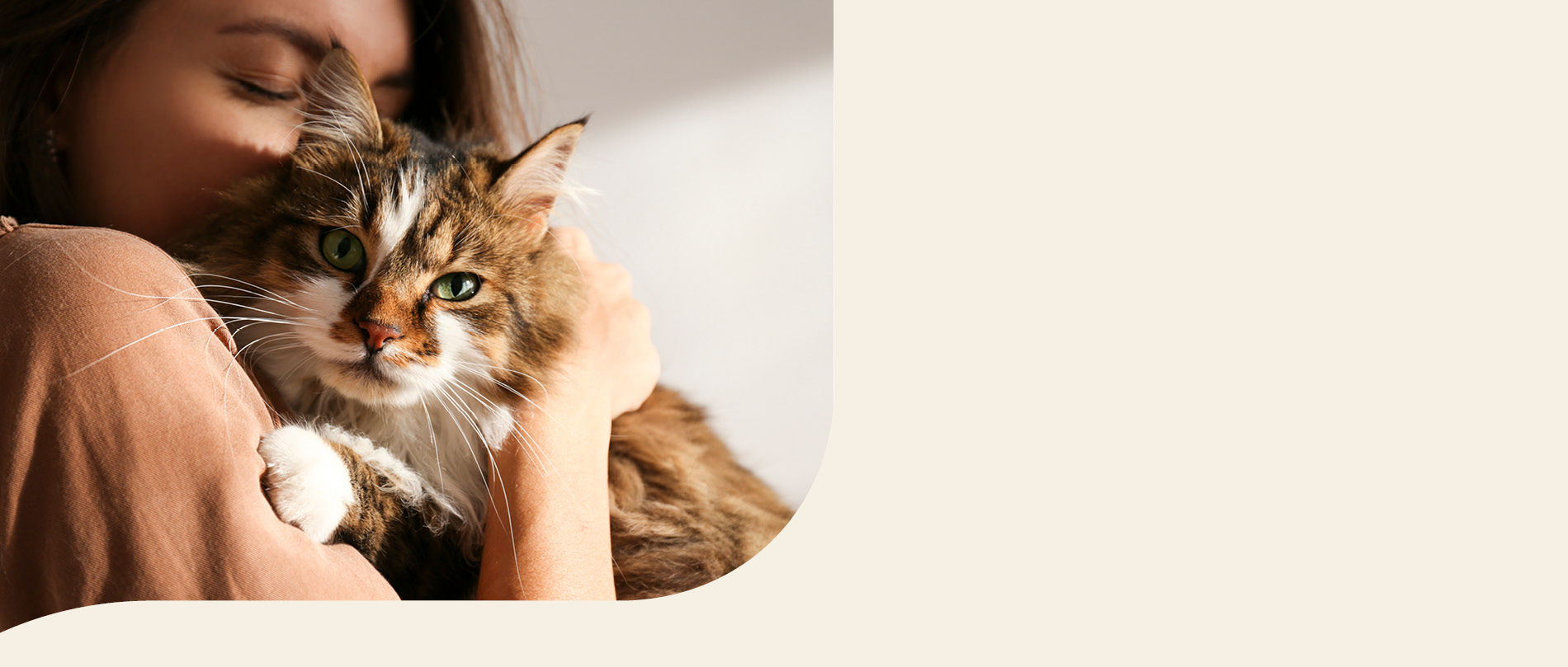 mera petfood Katzenrassen - Sibirische Katze