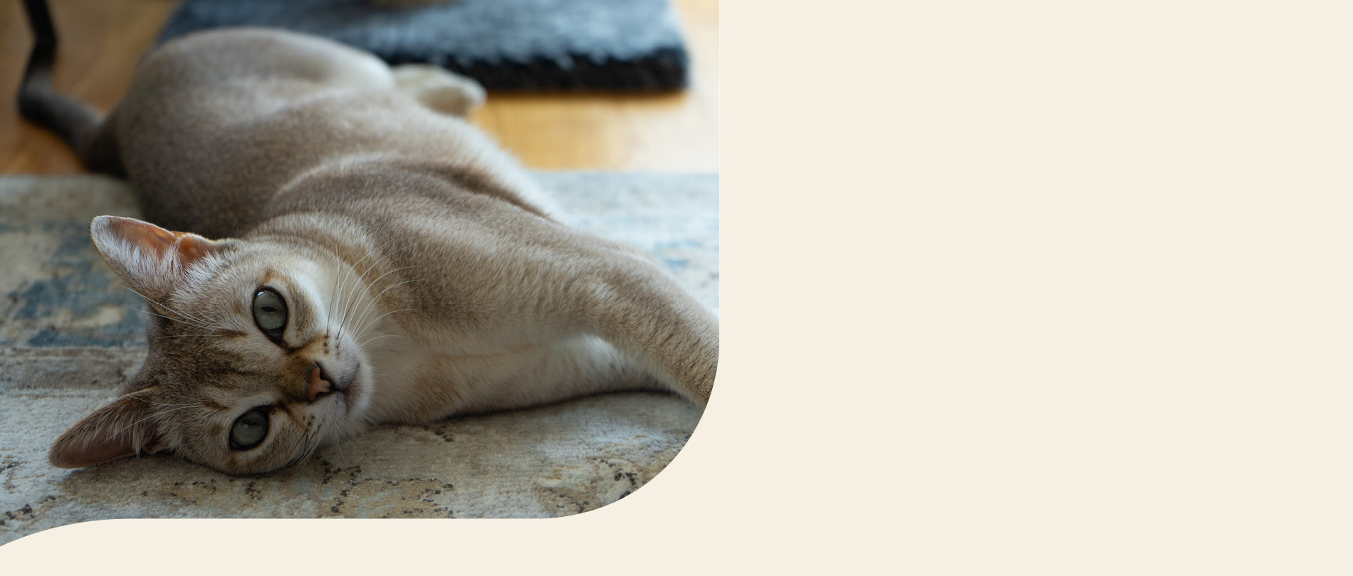 mera petfood Katzenrassen - Singapura