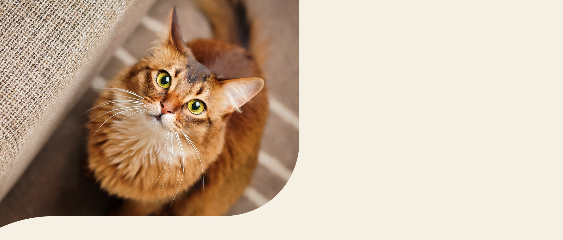 mera petfood Katzenrassen - Somali Katze