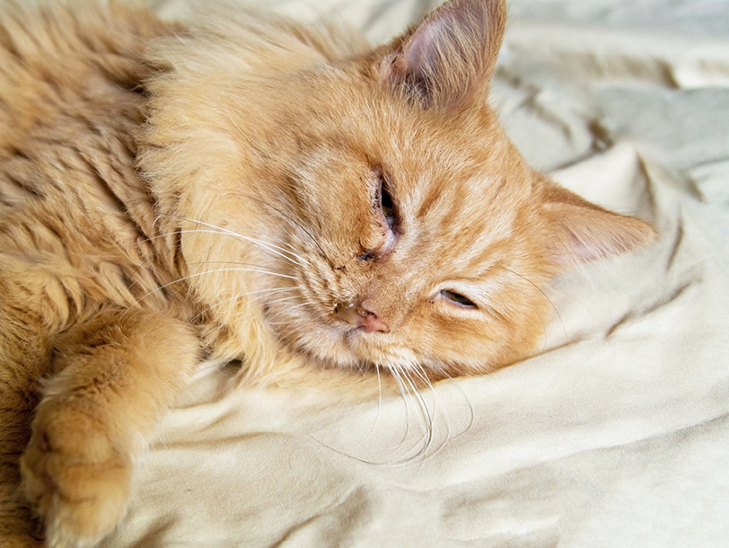 mera Katzenratgeber - Katzenschnupfen